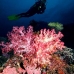 coral_soft_pc_v_0705_png1960.jpg